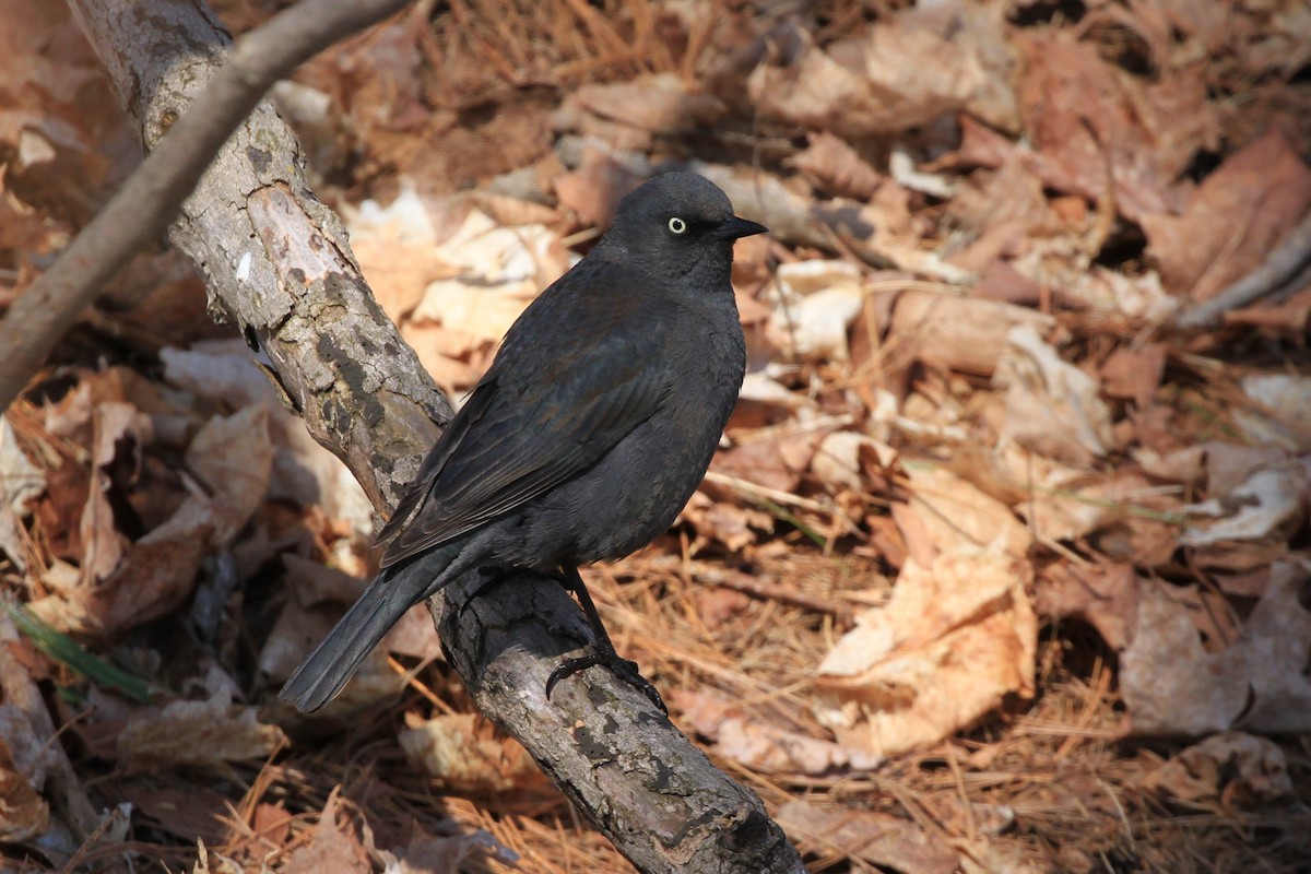 Rusty Blackbird - ML234138921