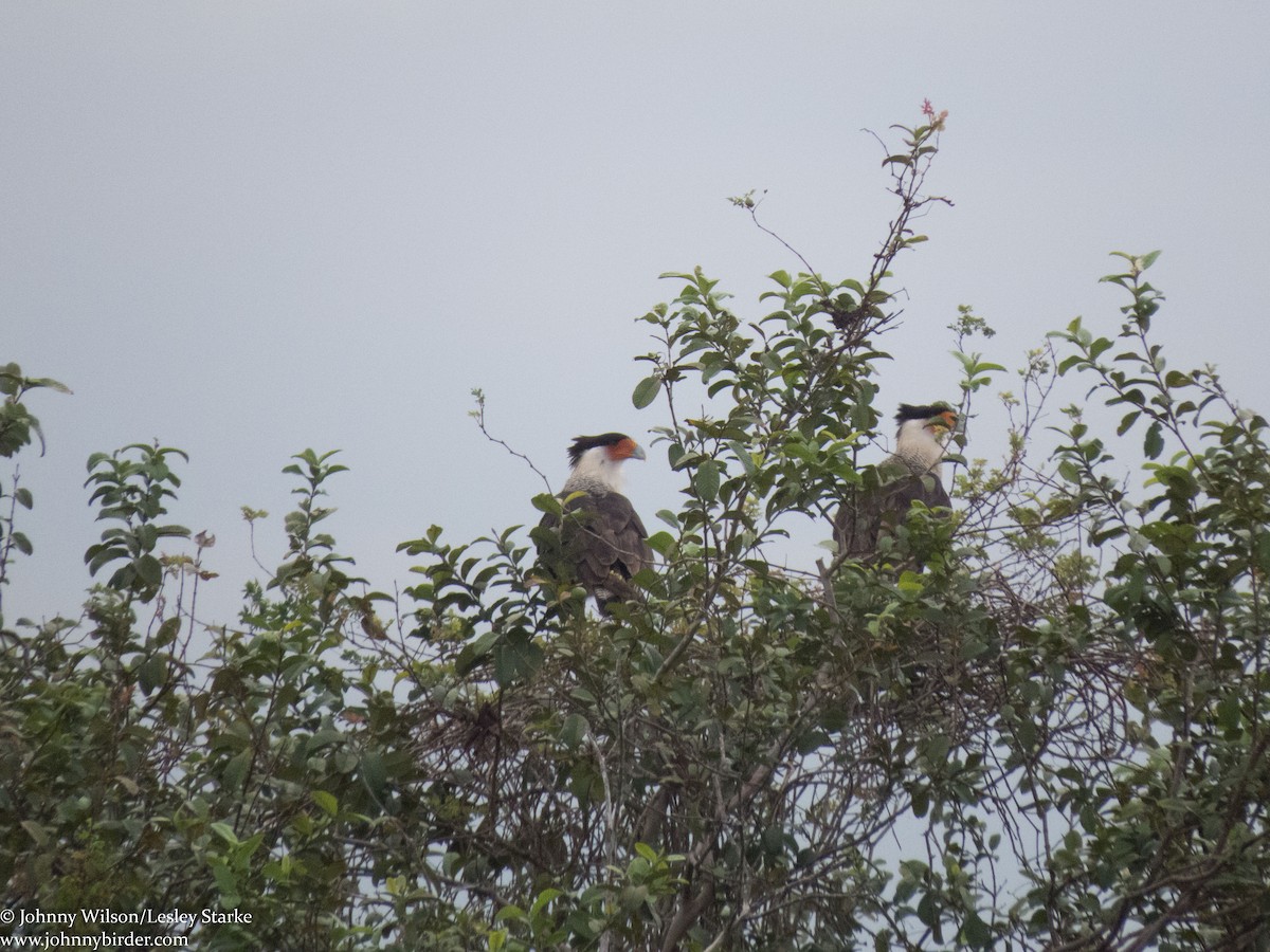 Crested Caracara (Northern) - ML234139231