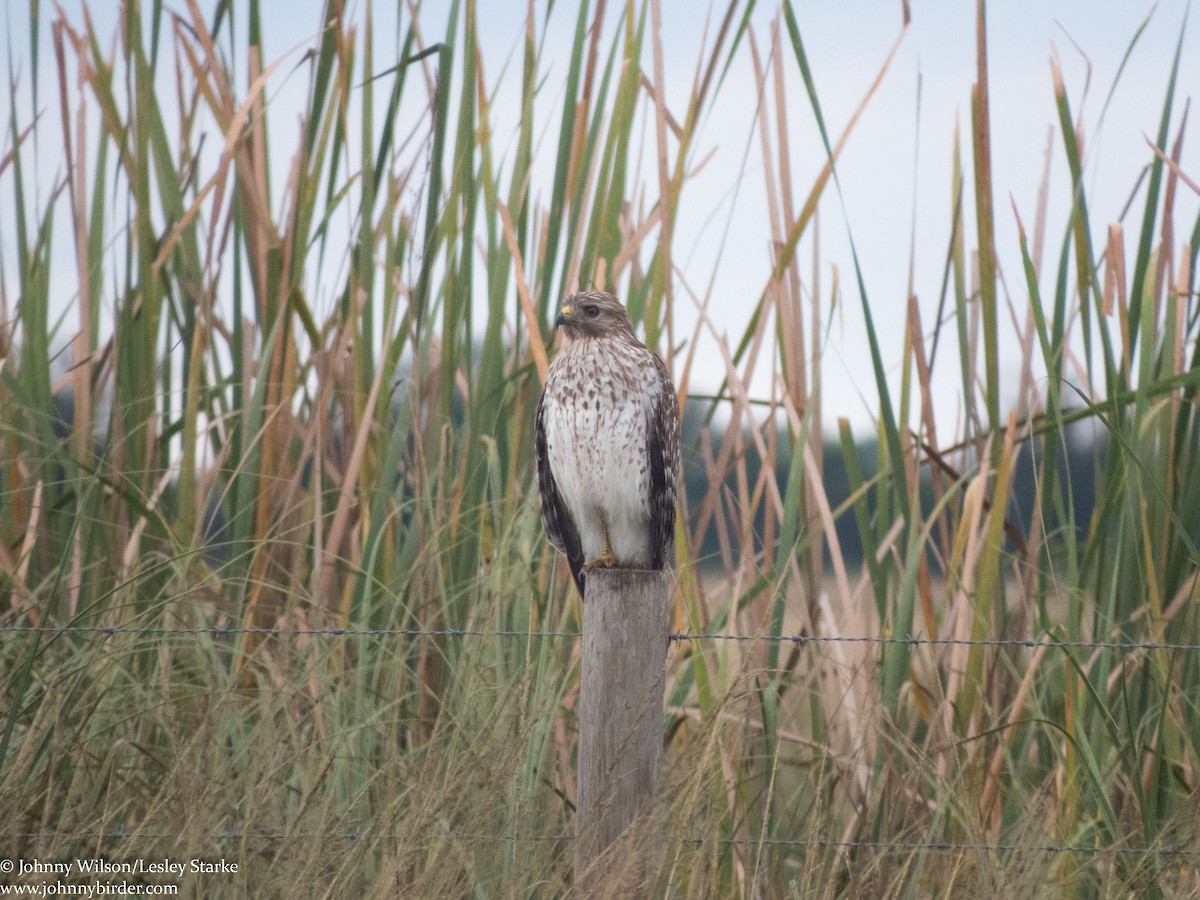 Red-shouldered Hawk - ML234139711