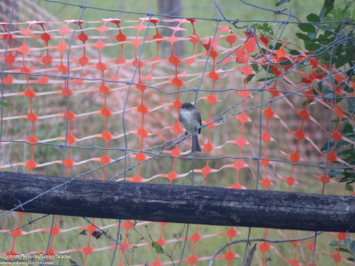 Eastern Phoebe - ML234139871