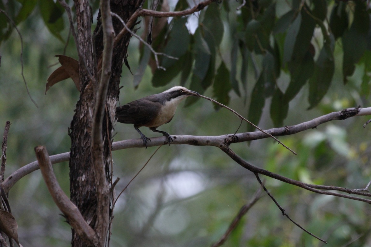 Gray-crowned Babbler - Richard Fuller