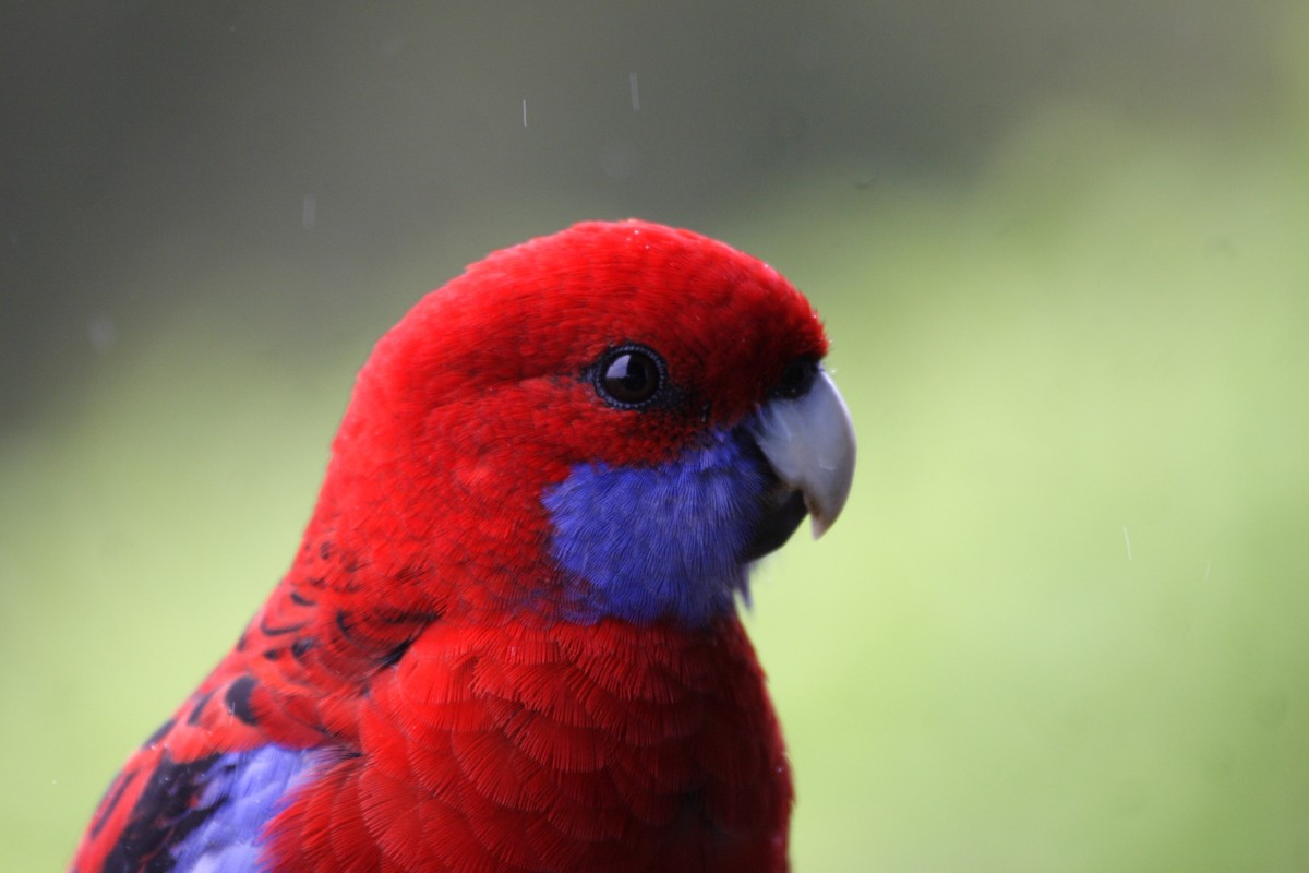 Crimson Rosella - ML234140891
