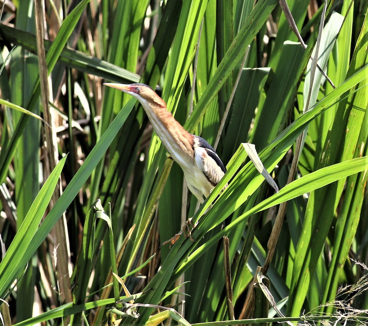 Least Bittern - ML234141661