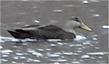 American Black Duck - ML23414221
