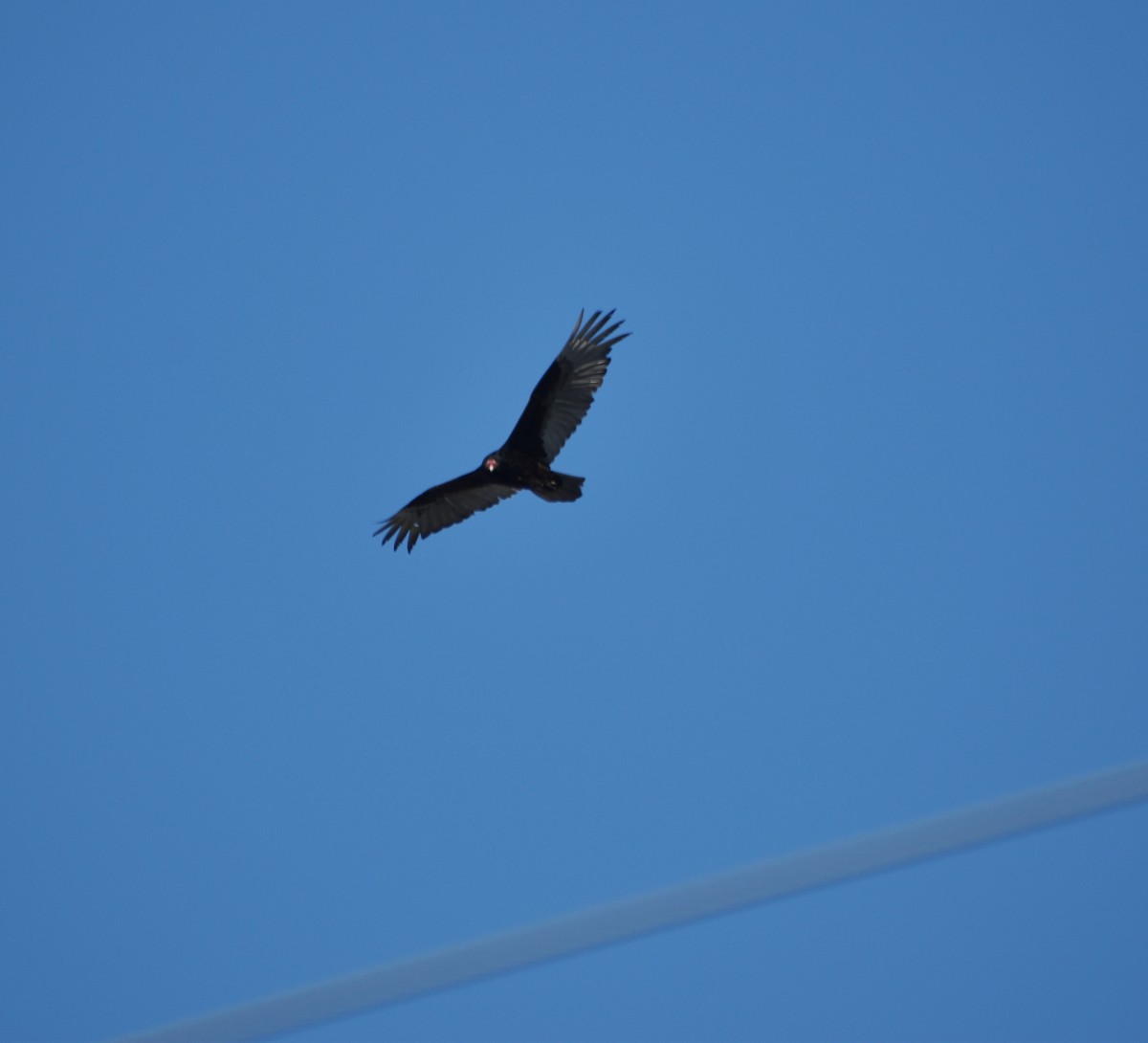 Turkey Vulture - ML234143301