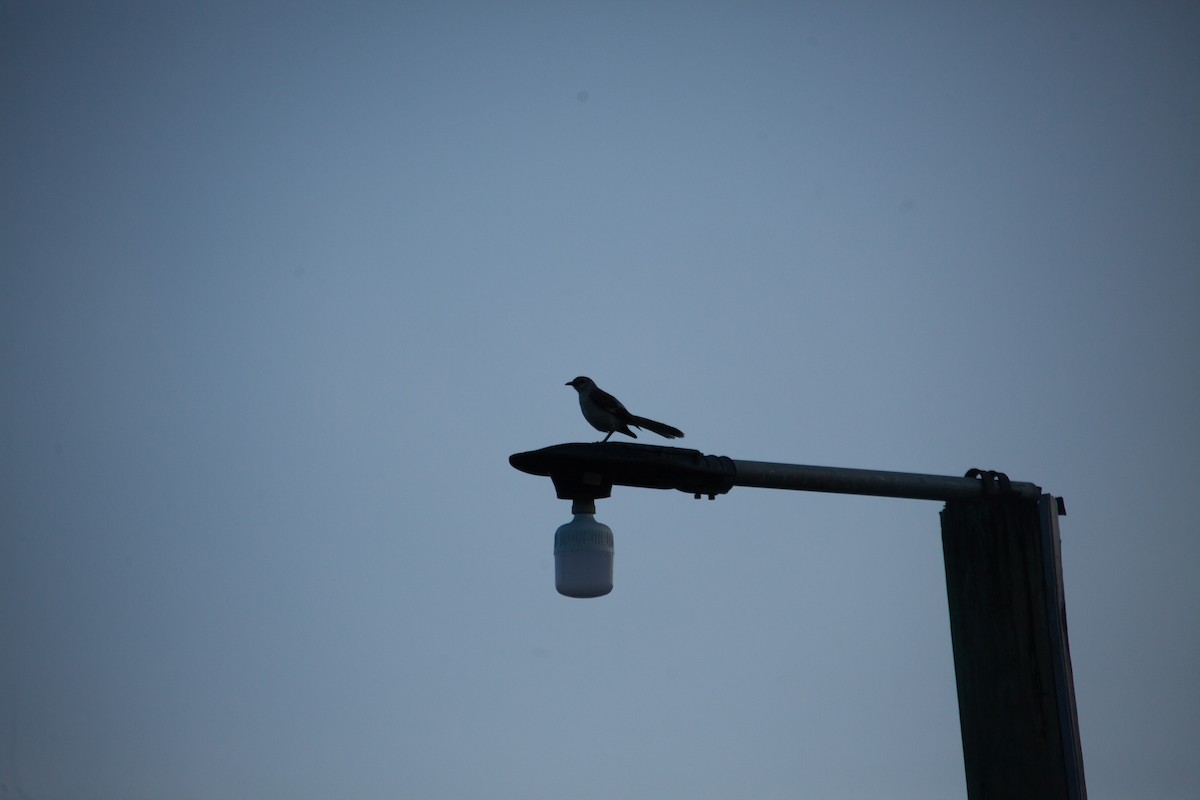 Northern Mockingbird - ML234147391