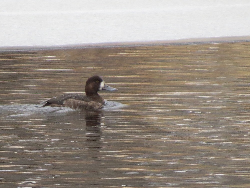 Greater Scaup - ML23414741