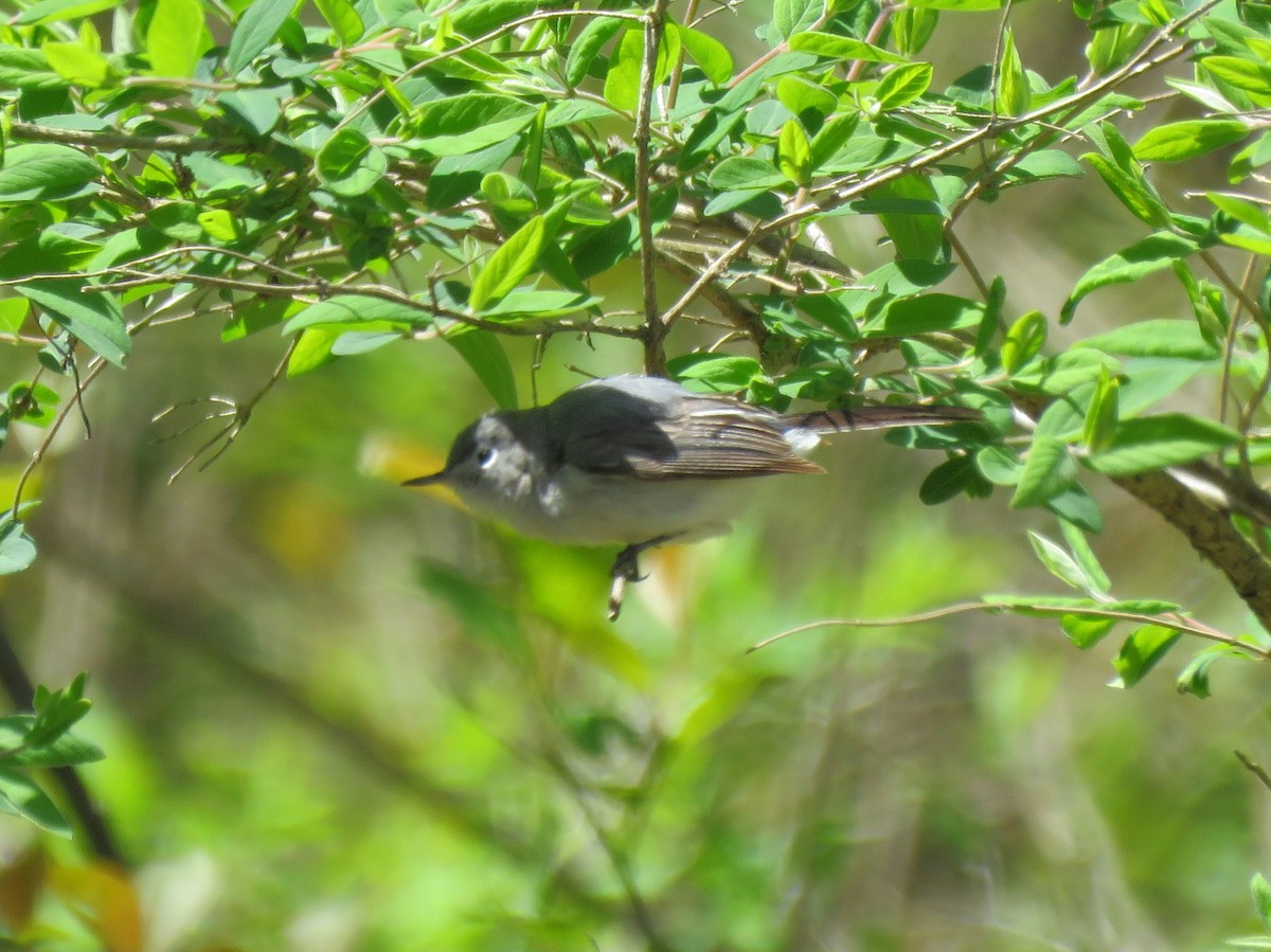 Blue-gray Gnatcatcher - ML234150081