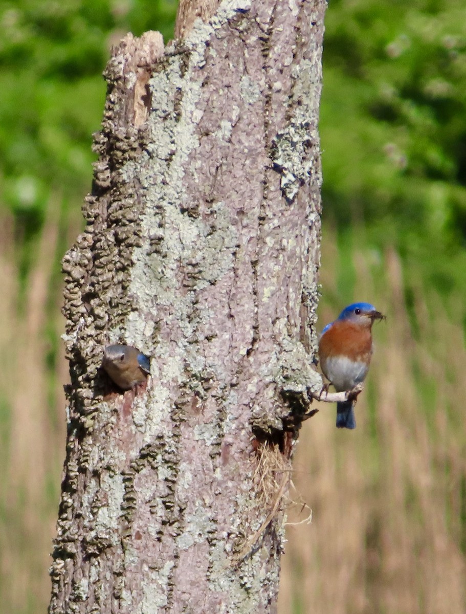 Eastern Bluebird - ML234151191