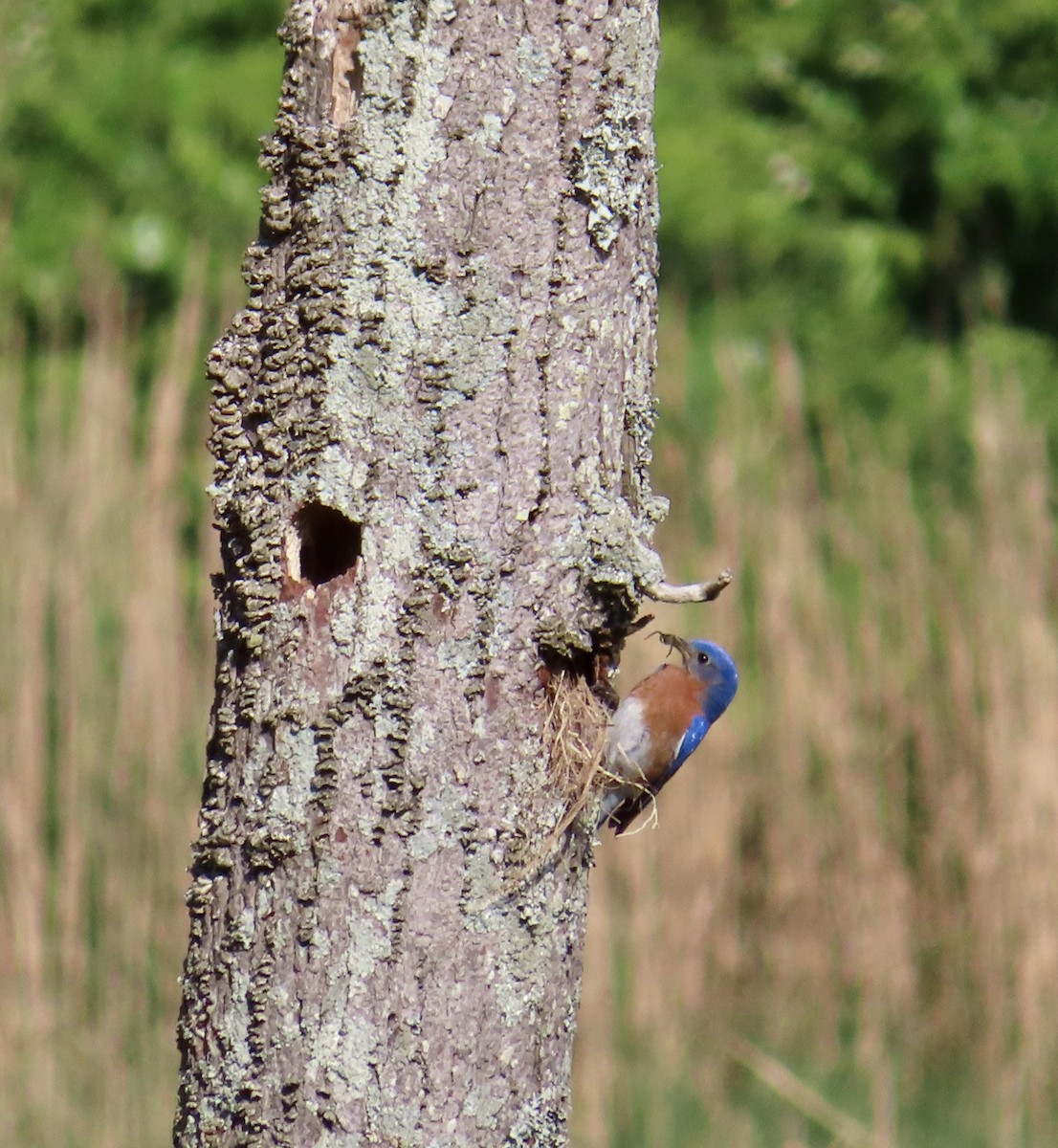 Eastern Bluebird - Karen Barlow