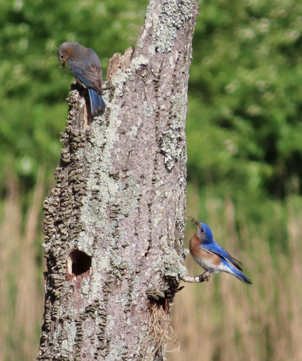 Eastern Bluebird - ML234151351