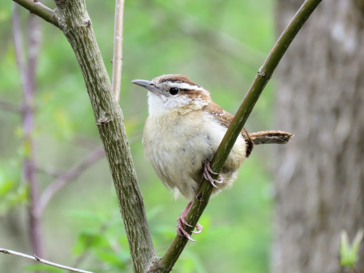 Carolina Wren - Glenn Wilson