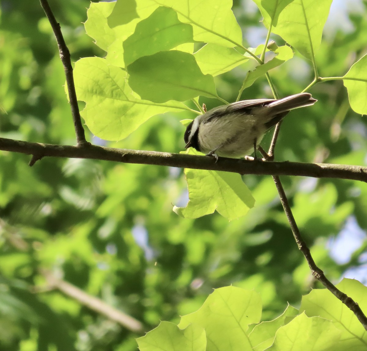 Carolina Chickadee - ML234151611