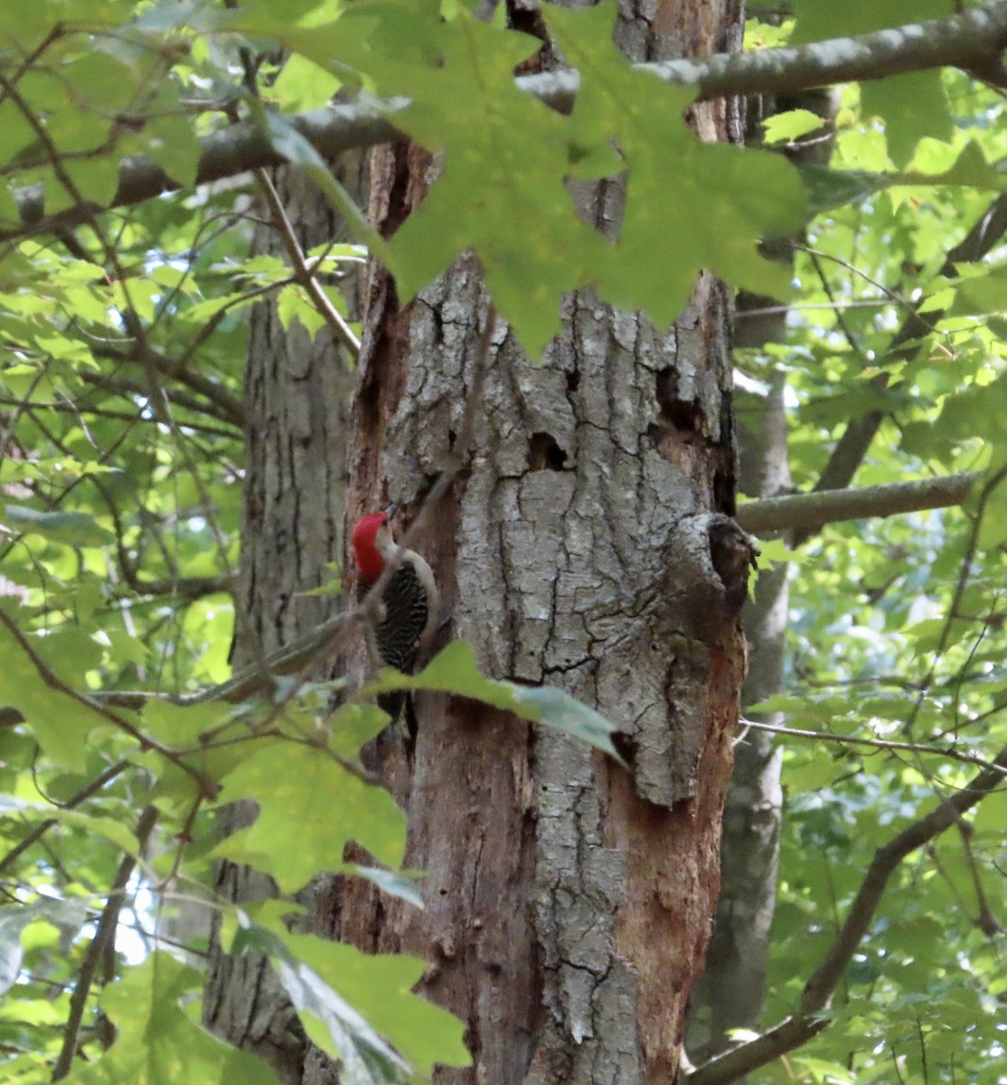 Red-bellied Woodpecker - ML234151671