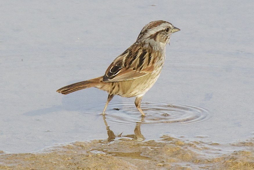 Swamp Sparrow - ML23415351