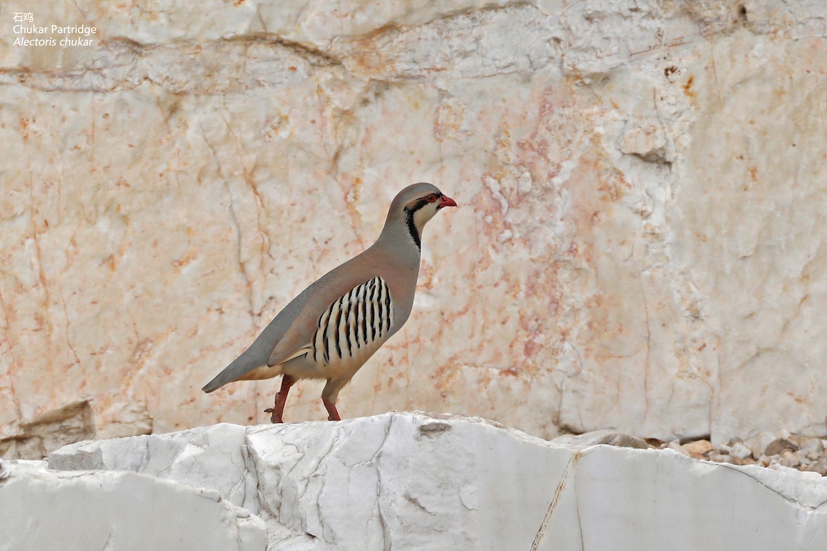 Chukar - Zhen niu