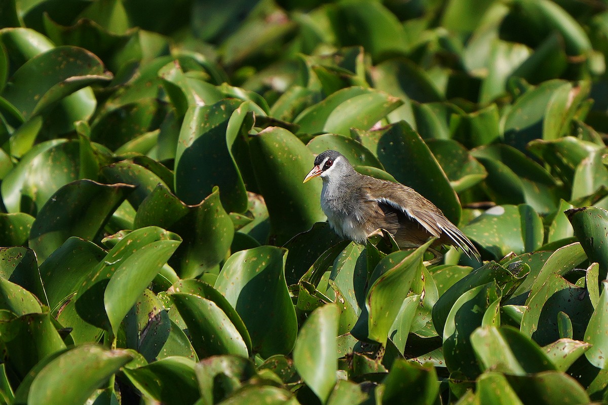 White-browed Crake - ML234158001