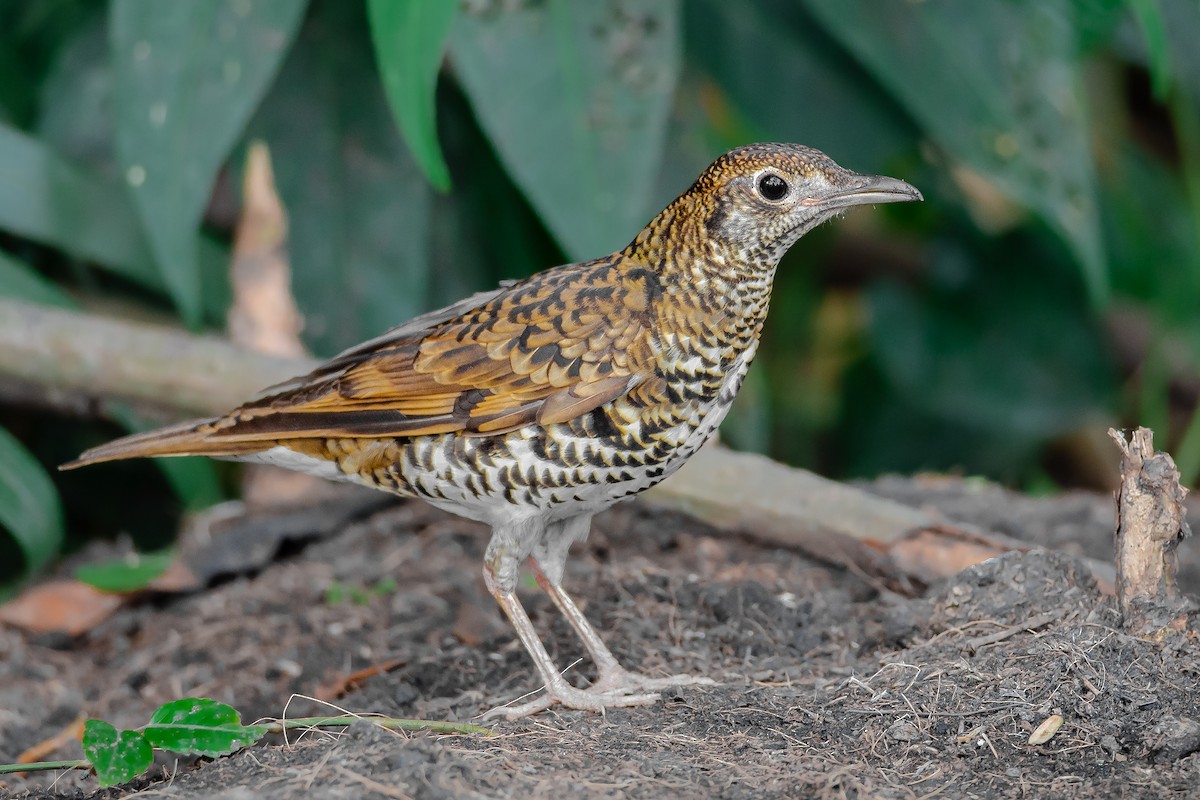 White's Thrush - Natthaphat Chotjuckdikul