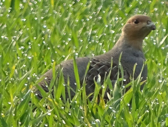 Gray Partridge - ML234161481