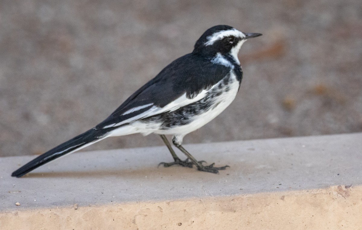 African Pied Wagtail - ML234161551