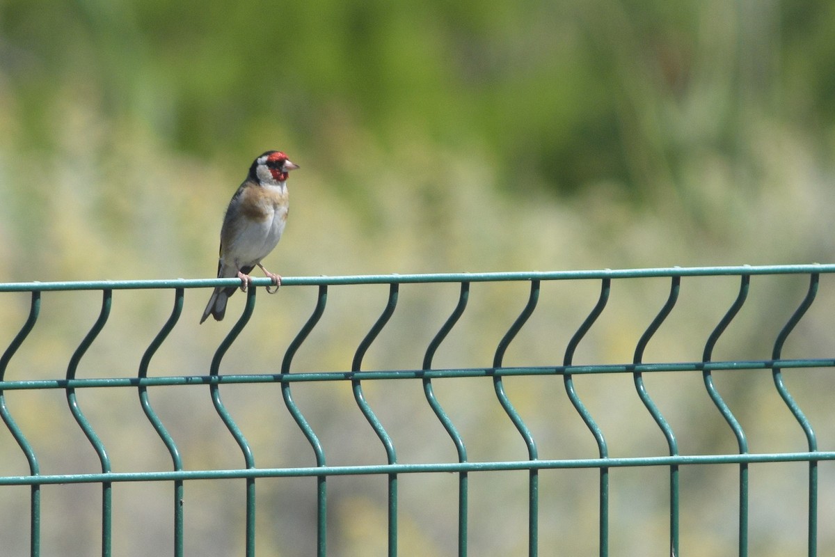 European Goldfinch - ML234162391