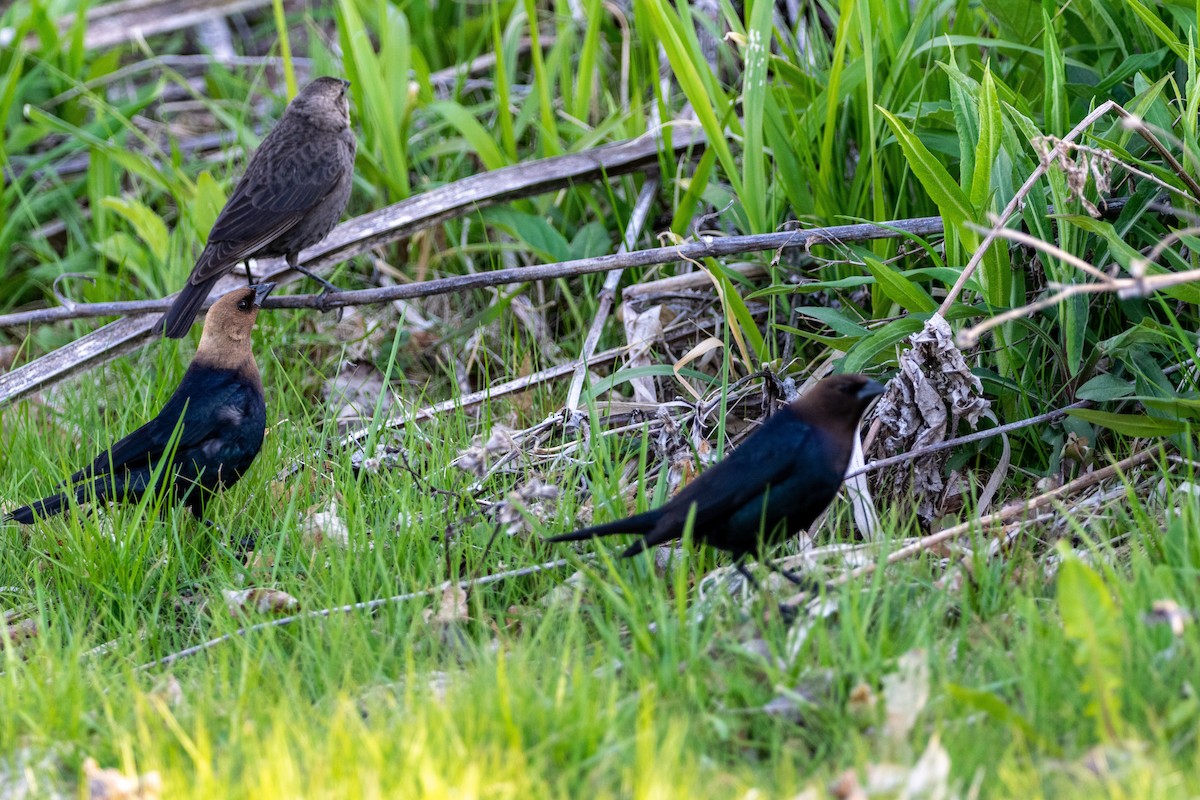 Brown-headed Cowbird - ML234162611