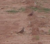 Ruddy Ground Dove - ML234166491