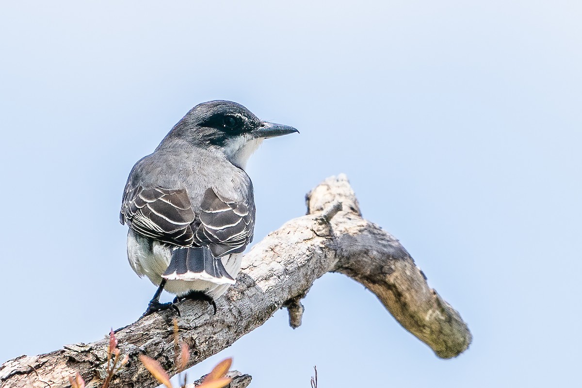 Eastern Kingbird - Bill Wood