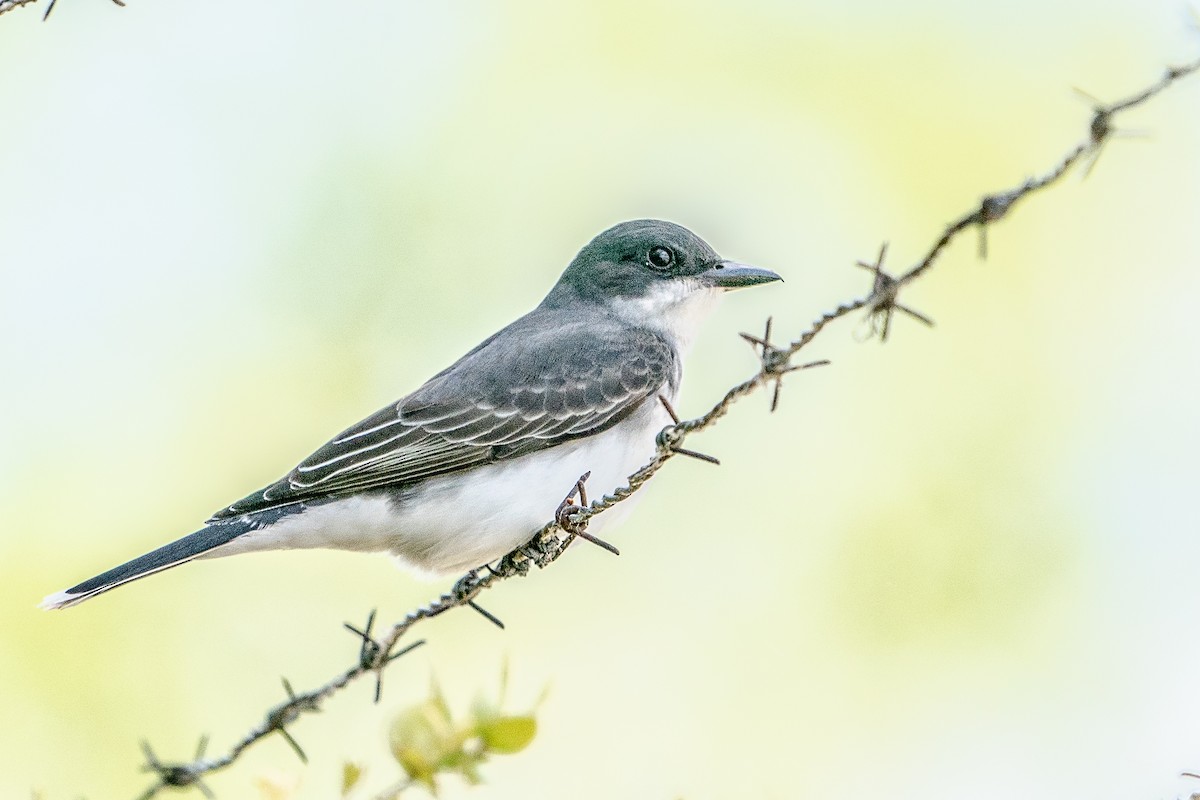 Eastern Kingbird - ML234167461