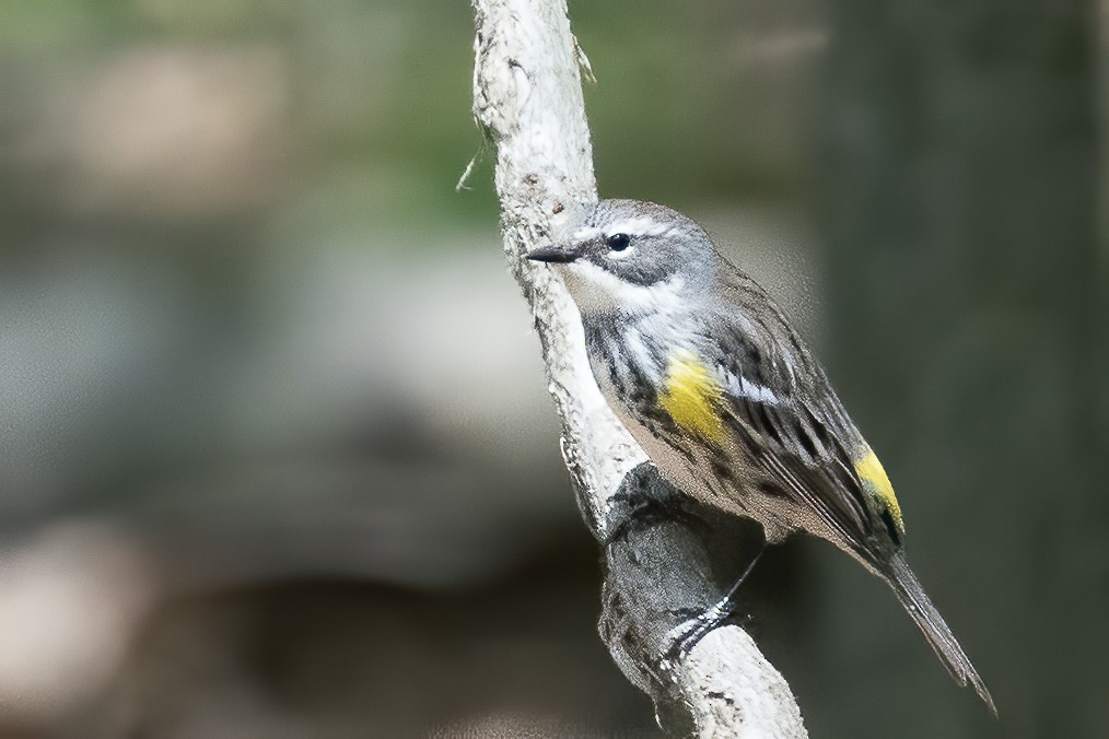 Yellow-rumped Warbler - ML234168141