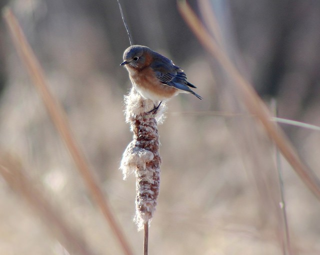 Eastern Bluebird - ML23416871