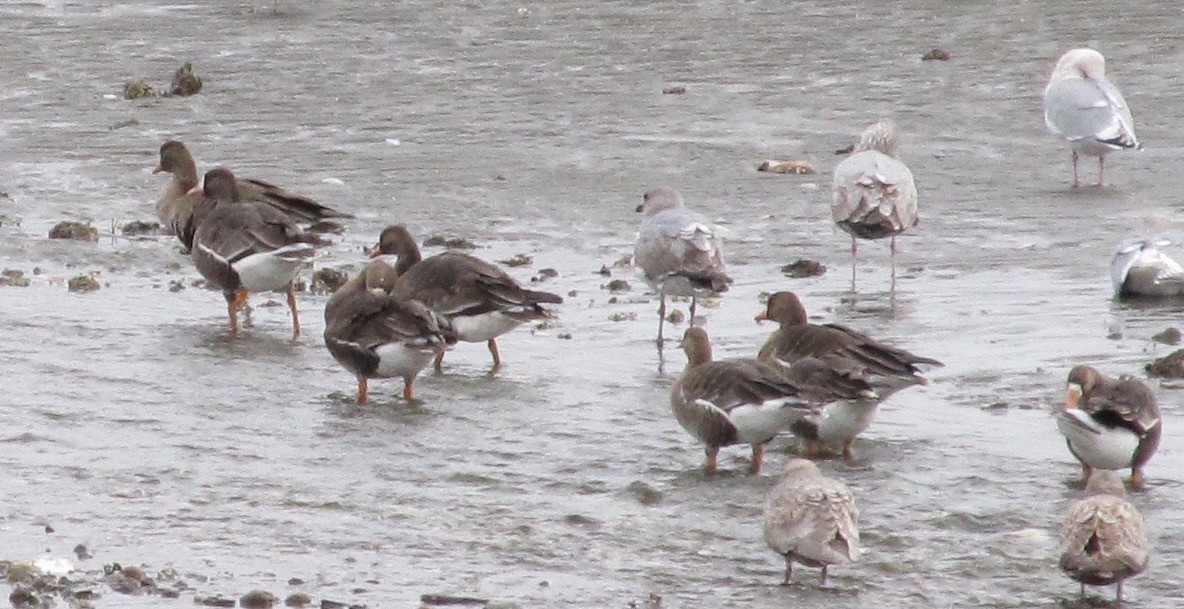 Greater White-fronted Goose - ML23416881