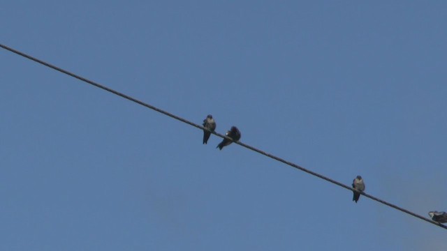 Golondrina Patiblanca - ML234169371