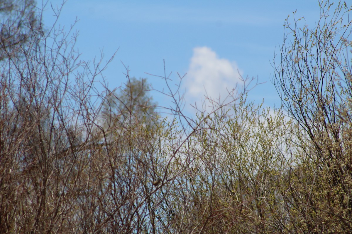 Marsh Wren - ML234169521