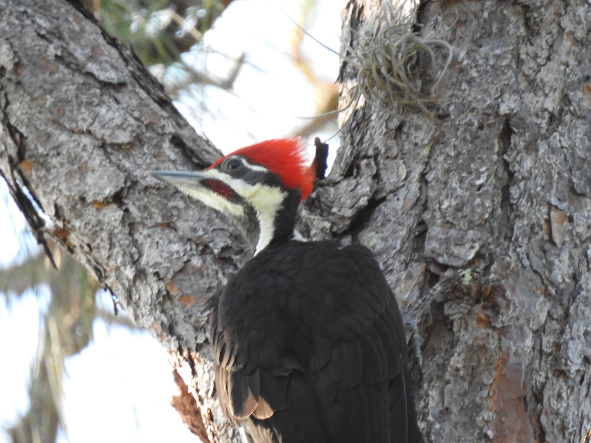Pileated Woodpecker - Janet Saczawa
