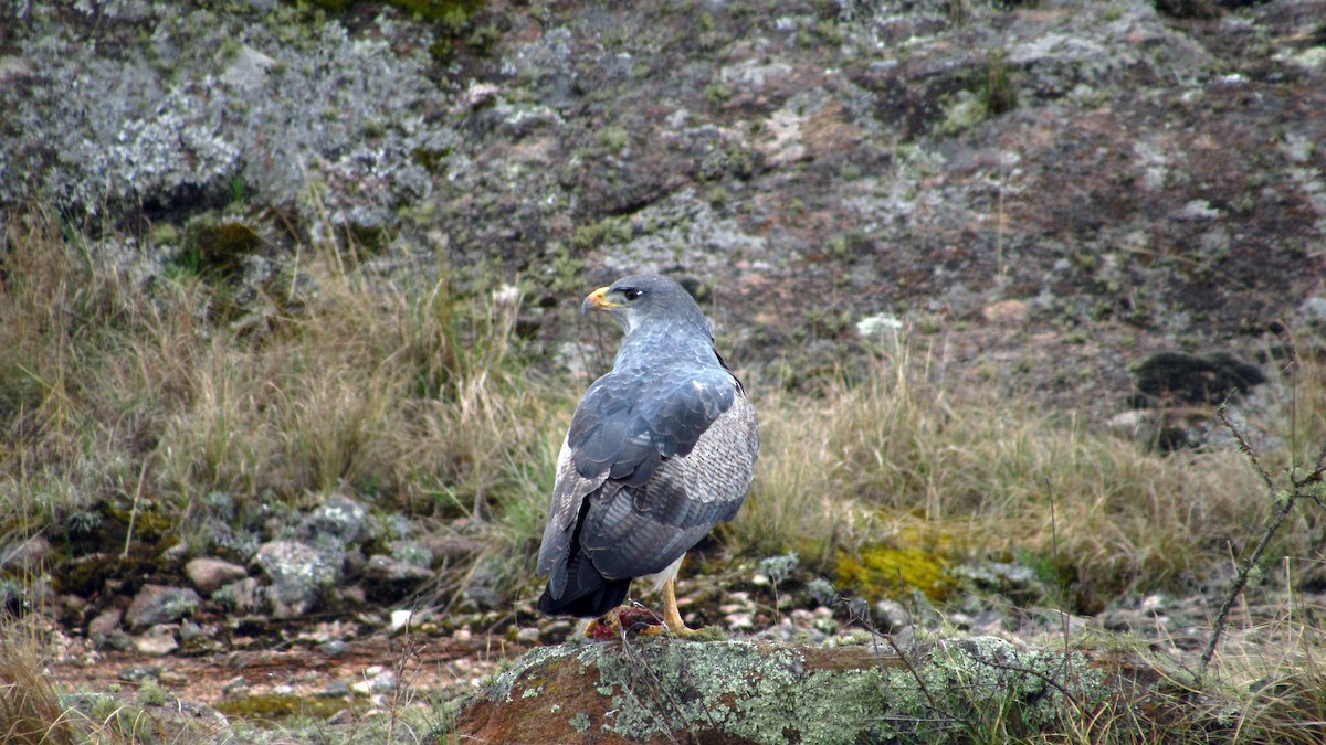 Black-chested Buzzard-Eagle - Benjamin Desalvo