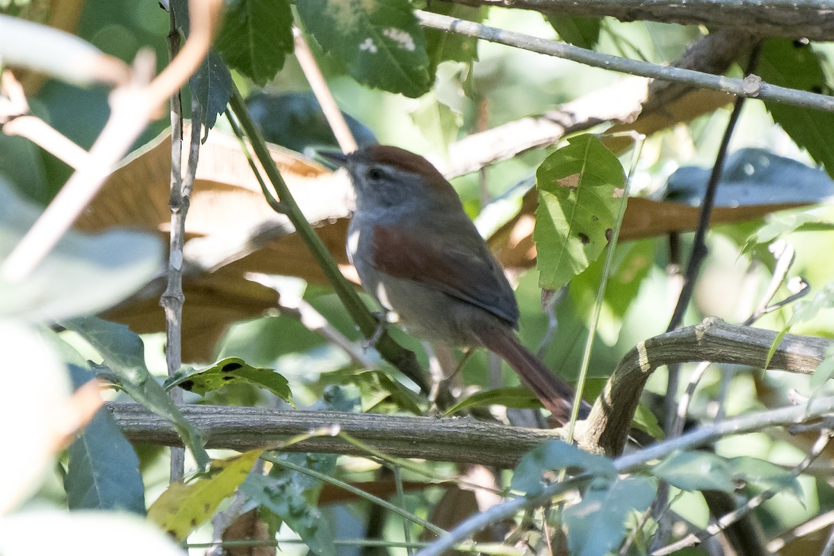 Sooty-fronted Spinetail - ML234170561