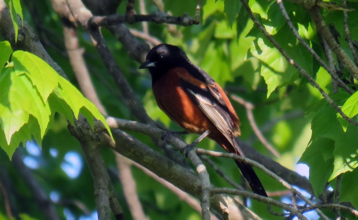 Orchard Oriole - ML234170621