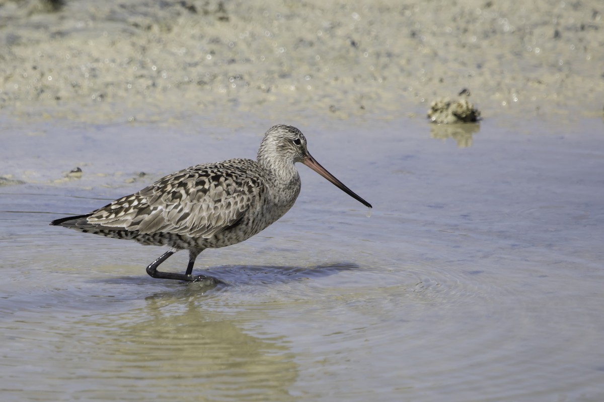 Hudsonian Godwit - ML234170741