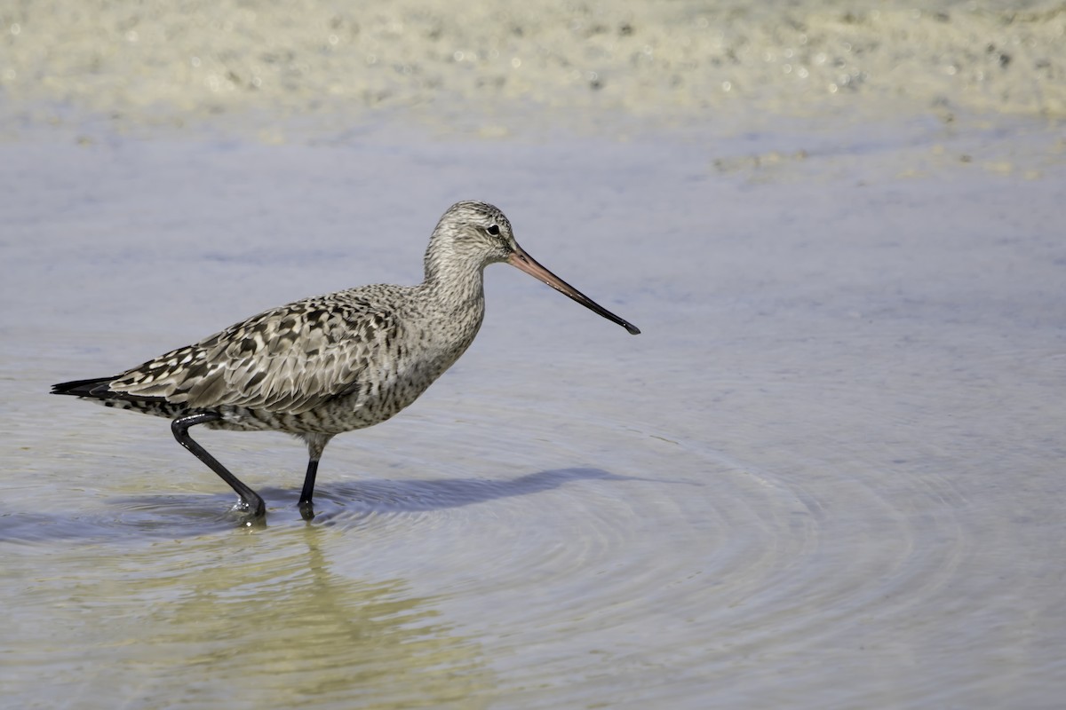 Hudsonian Godwit - Jorge Eduardo Ruano