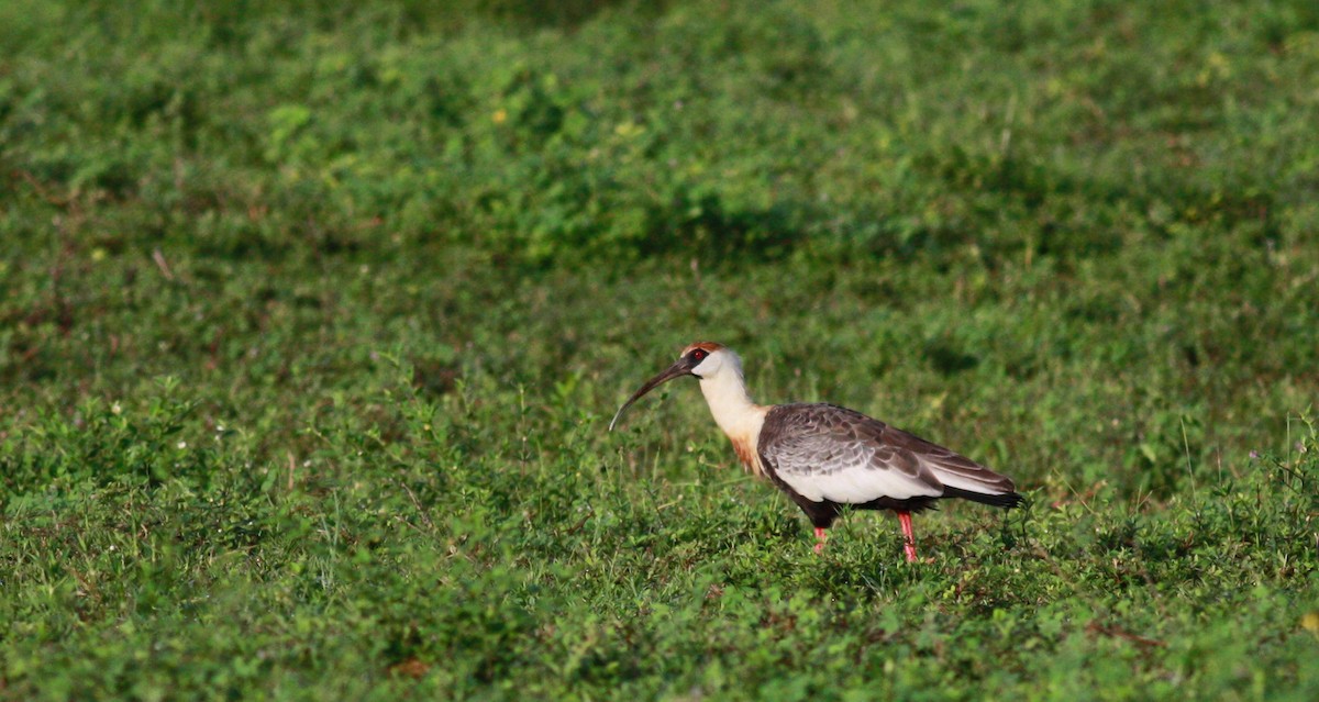 Buff-necked Ibis - ML23417081