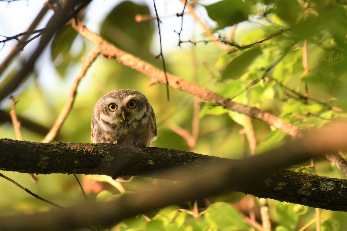 Spotted Owlet - ML234171261