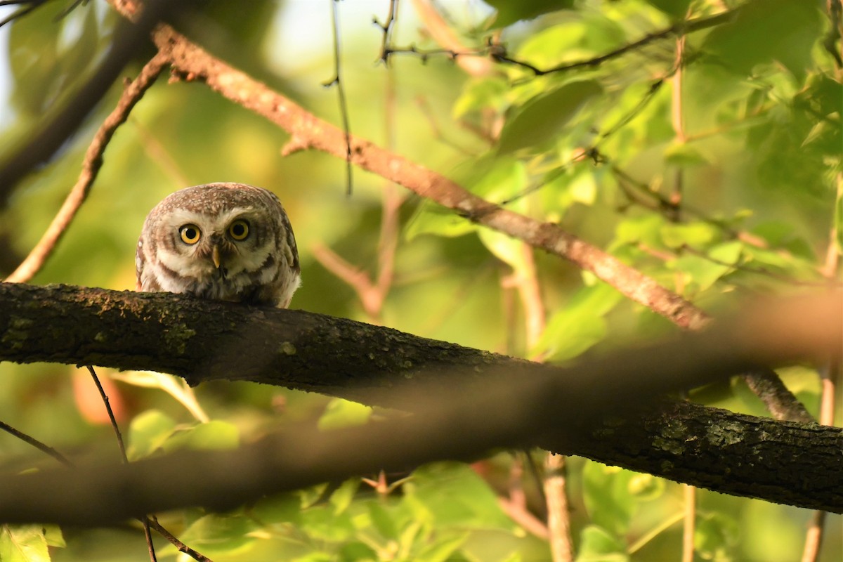 Spotted Owlet - ML234171281