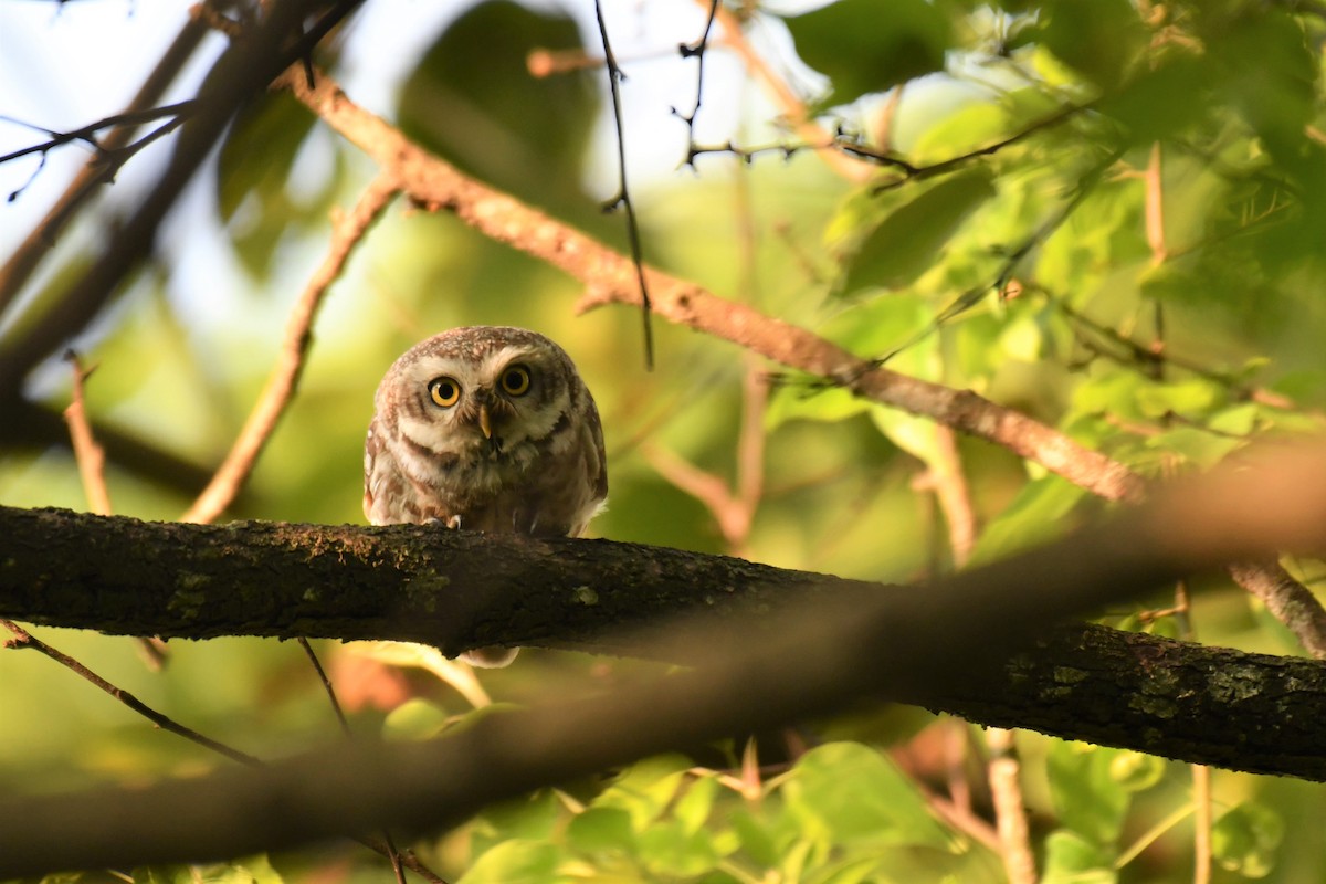 Spotted Owlet - ML234171301