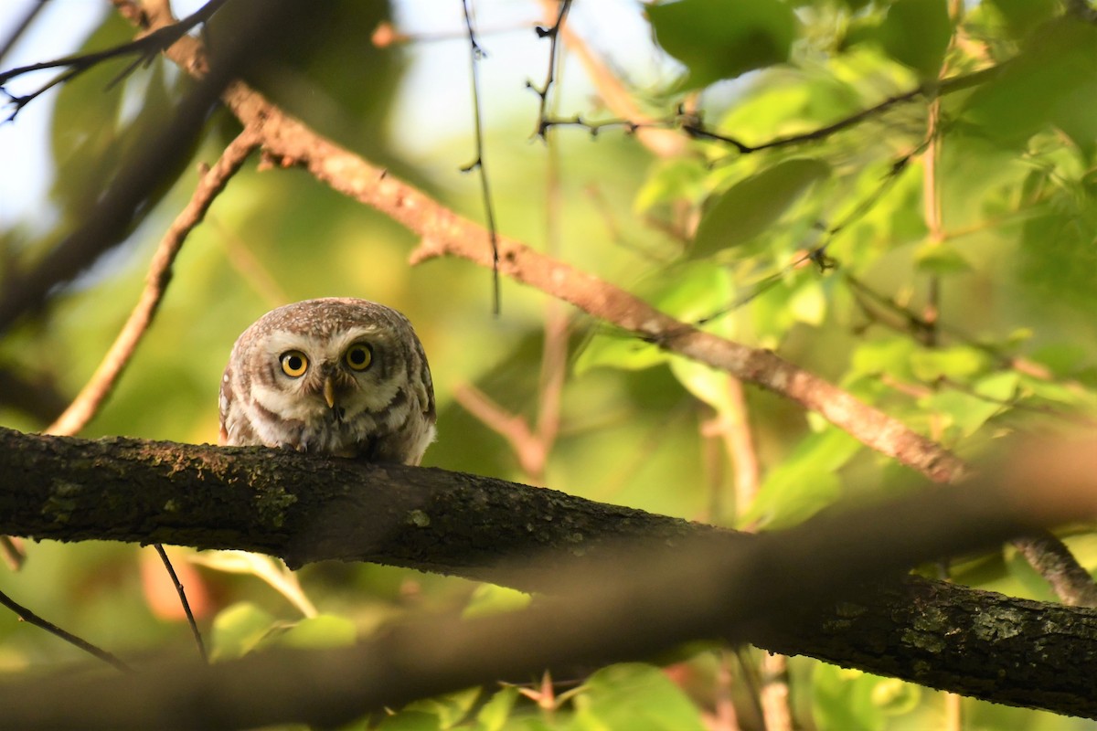 Spotted Owlet - ML234171351