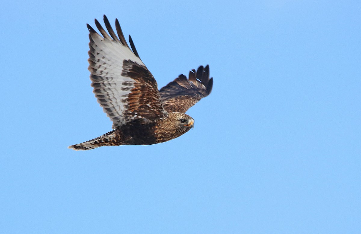 Rough-legged Hawk - ML234171441