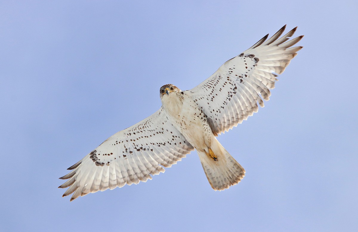 Ferruginous Hawk - ML234171481