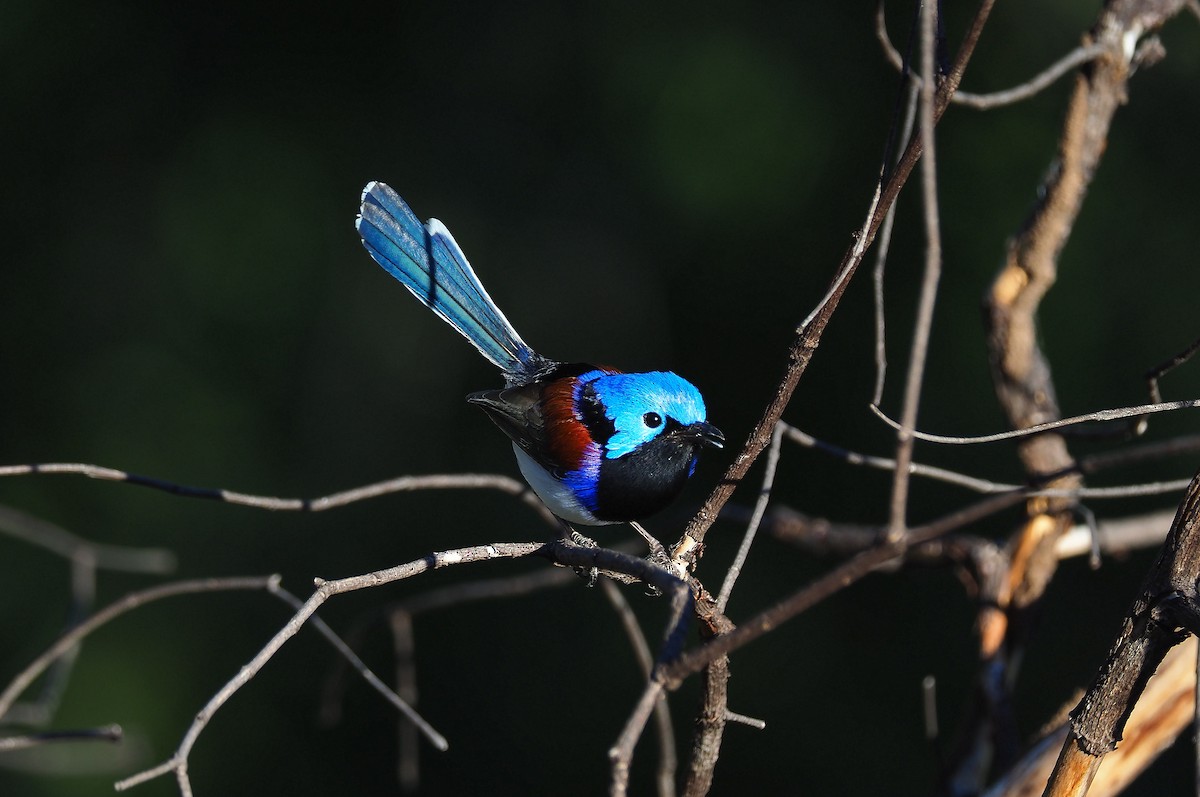 Purple-backed Fairywren - ML234171561