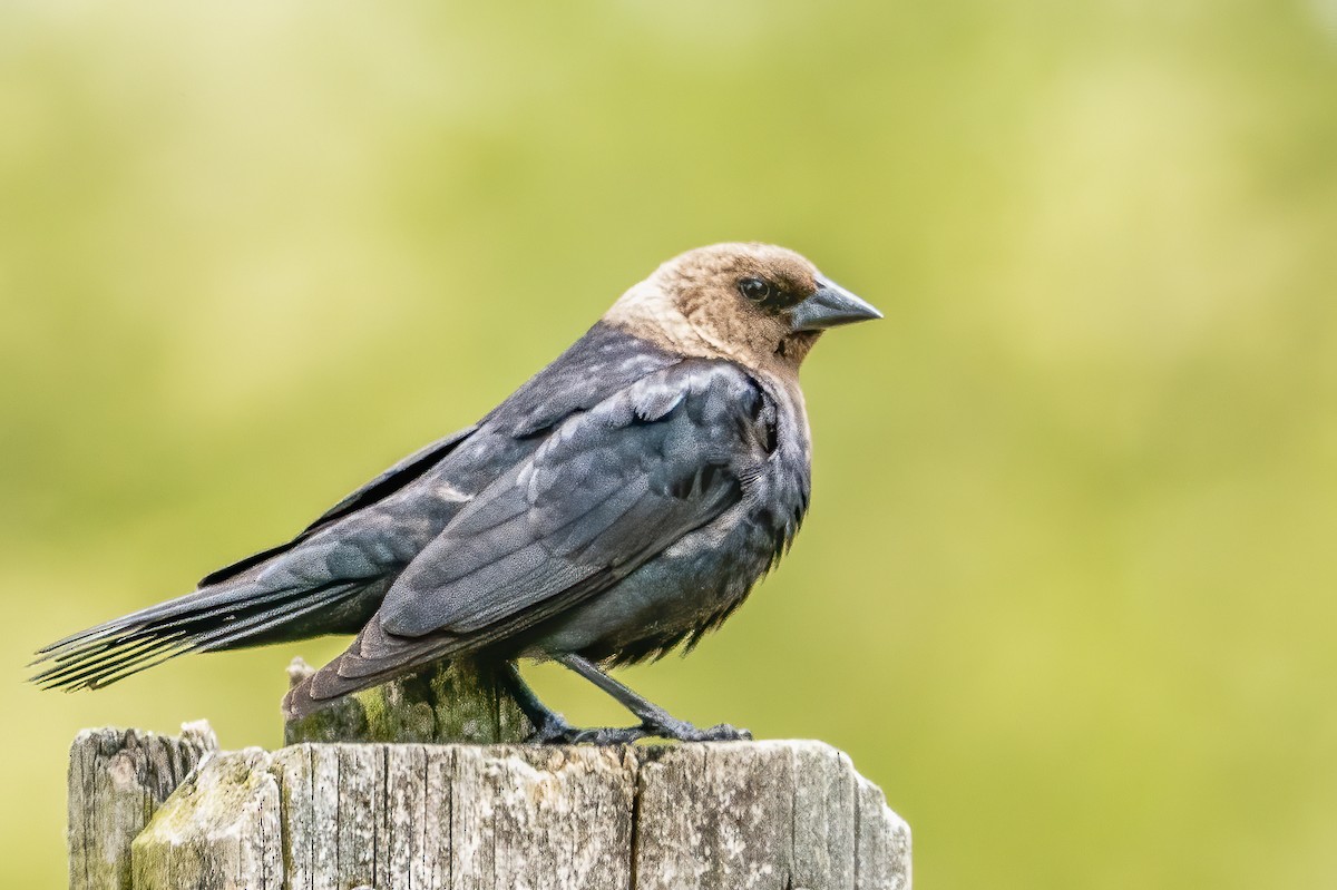 Brown-headed Cowbird - ML234172561