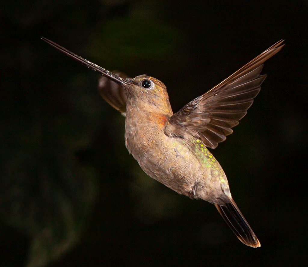 Green-fronted Lancebill - Chris Fagyal